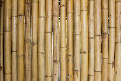 A light bamboo fence texture using for a background.
