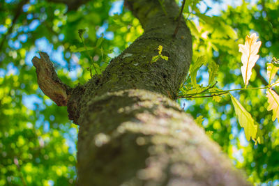 Low angle view of tree trunk