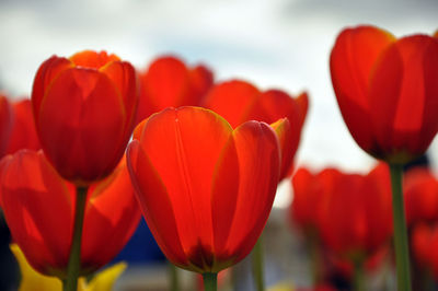 Close-up of red tulips blooming at farm