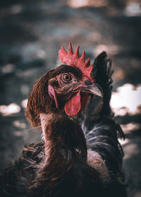 Close-up of rooster