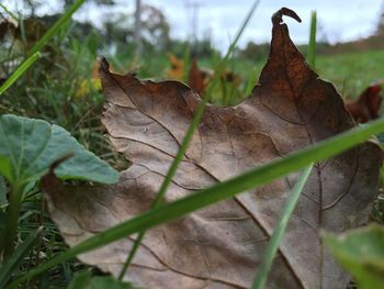 Close-up of dry maple leaf