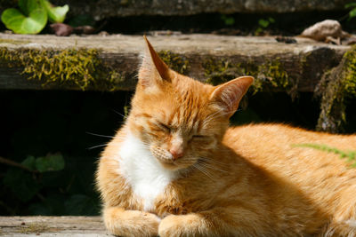 Red and white domestic cat sleepily lies in the garden in the sun