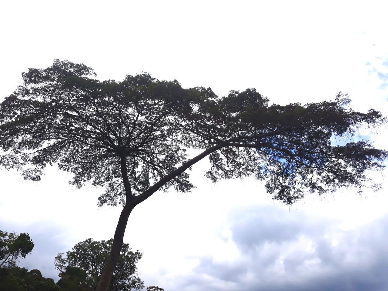 LOW ANGLE VIEW OF TREES AGAINST SKY