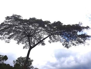 Low angle view of silhouette tree against sky