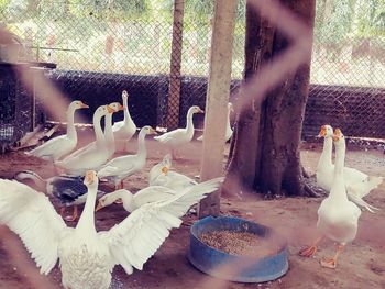 Close-up of birds in cage