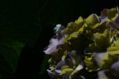 Close-up of flowering plant against black background