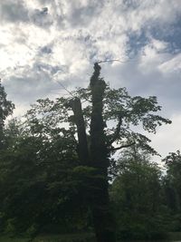 Low angle view of trees against sky in forest