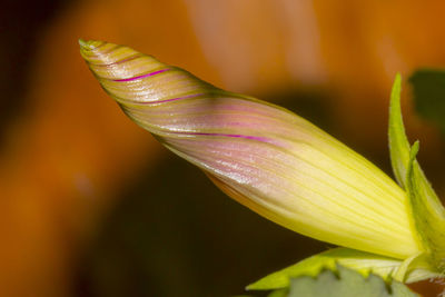 Purple morning glory bud isolated from background