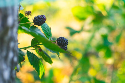 Close-up of berries growing on tree