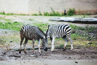 Zebra standing on field