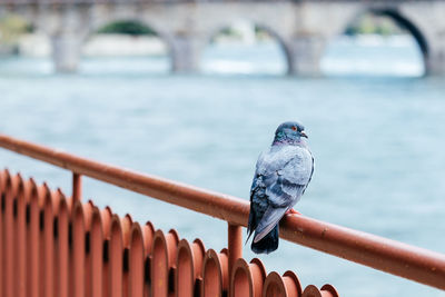 Low angle view of bird perching on railing