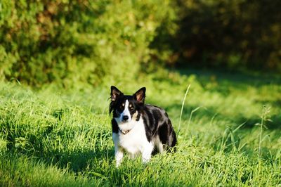 Portrait of dog on field