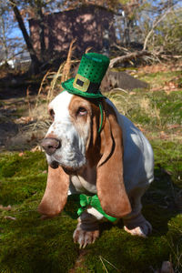 Dog on field wearing st. patrick's day costume 