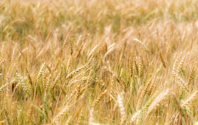 Close-up of stalks in field