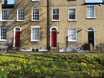 Sunny spring day view of houses with daffodils in the foreground in cambridge uk