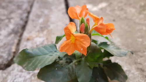 Close-up of orange flowering plant
