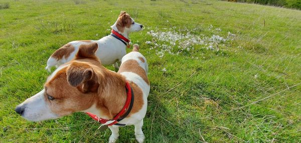 Dog in a field