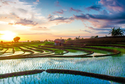 Beautiful views of rice fields with sunset reflections on the water in bengkulu, indonesia