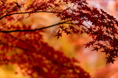 An image of autumn leaves colored bright red.