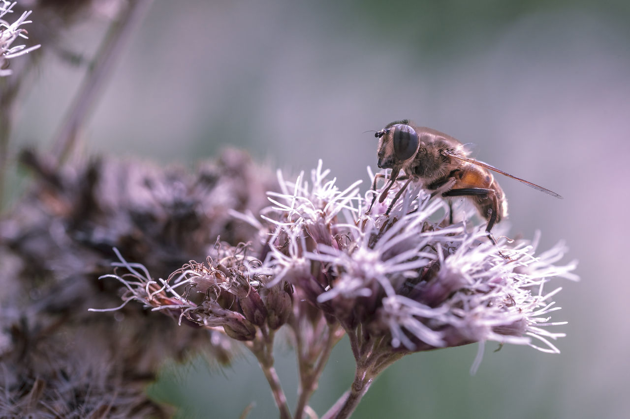 flowering plant, flower, invertebrate, insect, plant, animals in the wild, one animal, animal themes, animal, beauty in nature, fragility, animal wildlife, vulnerability, close-up, freshness, bee, flower head, petal, growth, focus on foreground, pollination, no people, purple, springtime