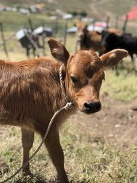 Cow standing in a field
