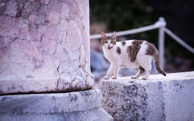 Portrait of cat standing against wall