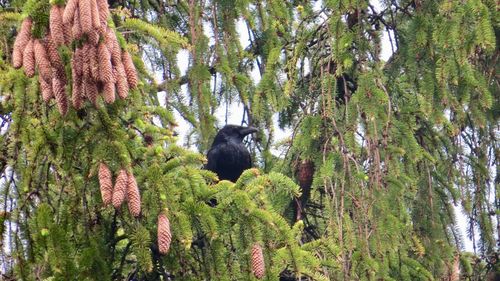 Low angle view of trees in forest