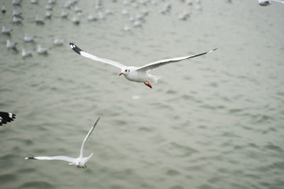 Seagull flying over sea