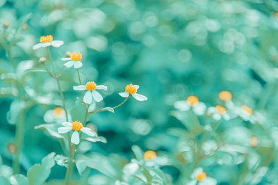 Close-up of flowering plants on field