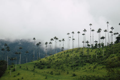 Dramatic landscape of cocora valley, colombia