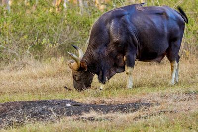 Horse grazing in a field