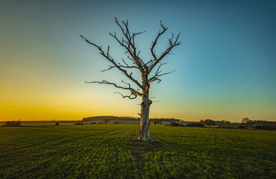 Bare tree on field against sky during sunset