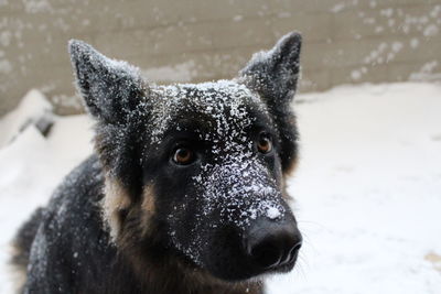 Close-up portrait of a dog in snow