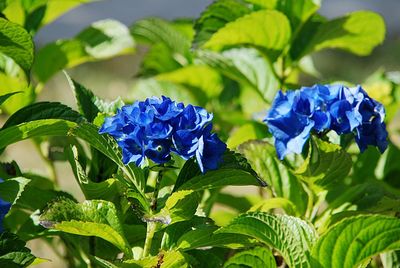 Close-up of blue flowering plants