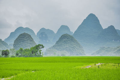 Scenic view of agricultural field against sky