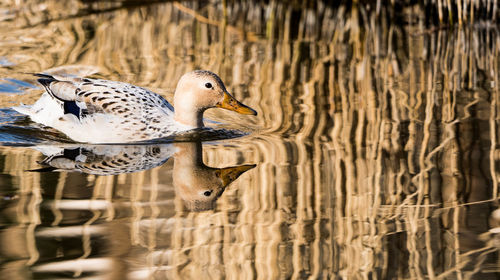 Close-up of birds drinking water