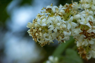 Close-up of white flowering plant