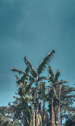 Low angle view of coconut palm tree against blue sky