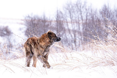 View of an animal on snow covered land