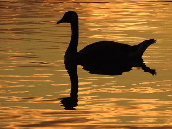 Side view of silhouette bird in water