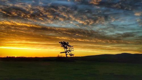 Silhouette tree on landscape against dramatic sky