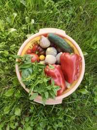 Organic harvest with colorful vegetables in a basket