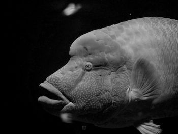 Close-up of fish in tank