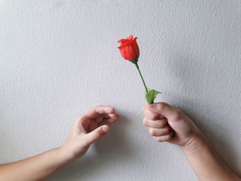 Close-up of hand holding rose against wall