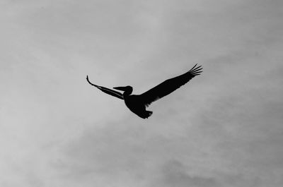 Low angle view of a bird flying against sky