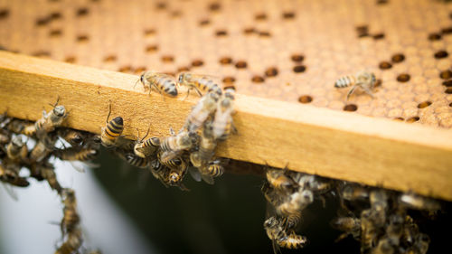 Close-up of bee on wood