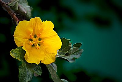 Close-up of yellow flowers