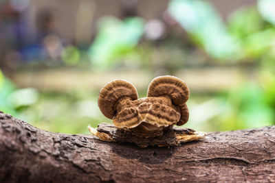 Close-up of mushroom growing on tree trunk