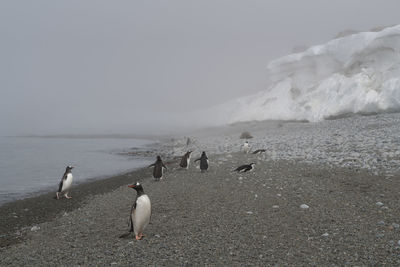 Gentoo penguins coming up from the ocean at low island, antarctica.