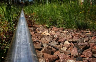 Railroad tracks amidst trees